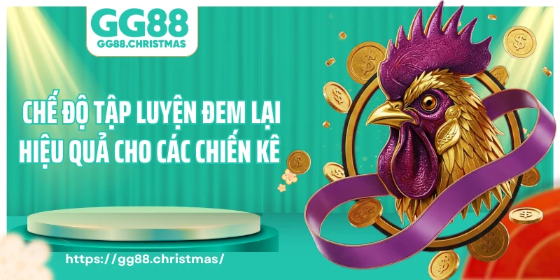 Chế độ tập luyện đem lại hiệu quả cho các chiến kê