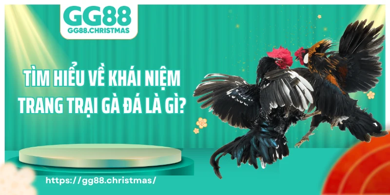 Tìm hiểu về khái niệm trang trại gà đá là gì?